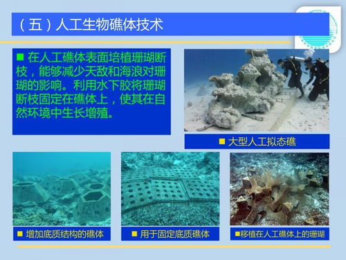 造礁石珊瑚的培育移植技术